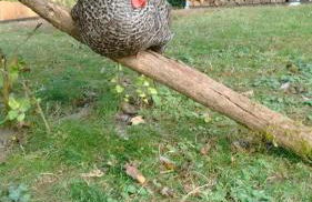 Citynahe Wohnung Festung Ehrenbreitstein 65m² mit großem Garten - Foto 14