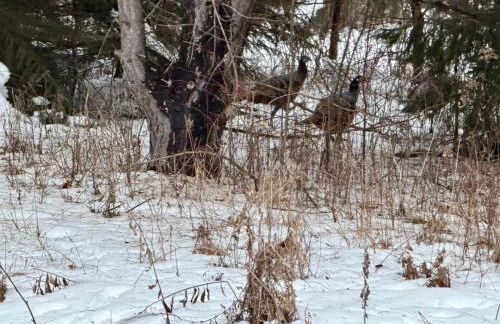 Maison Flambeau - Foto 50