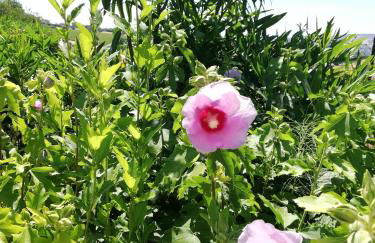 Country House Ciliegia Rossa - Foto 13