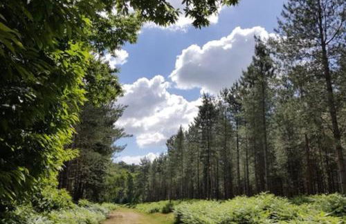 Kingfisher Cottage - Woodbridge - Foto 50