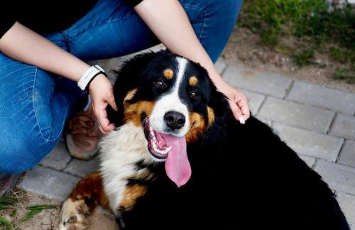 Domki pod jabłonką - Foto 20