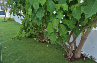 Marias 4 Season - Foto 42