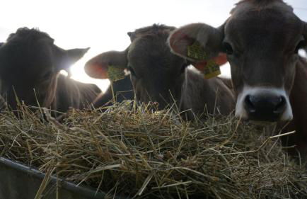 Ferienwohnung Heuboden - Foto 1