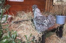 FeWo Harz mit Herz Familienfreundliches Paradies im Harz - Foto 17