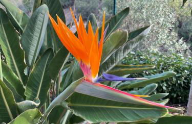 Authentic Luxury Villa in Oasis with Pool close to Malaga - Foto 27