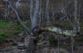 O Aconchego das Raízes - Foto 27