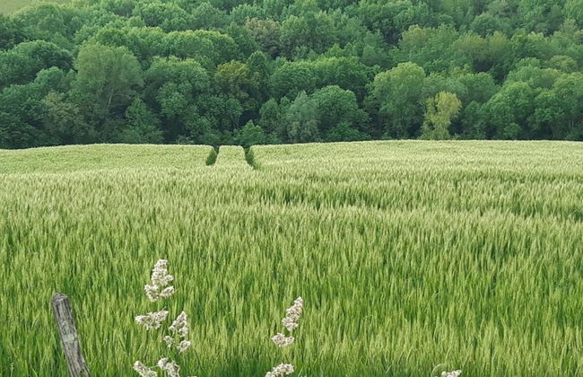 Elegant Escape in Quedlinburg - Foto 23