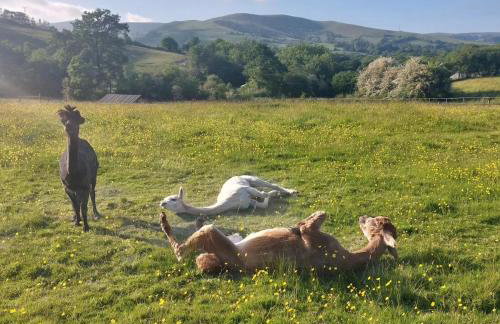 Deer Cabin-hot tub-dog friendly-mountain view - Foto 35