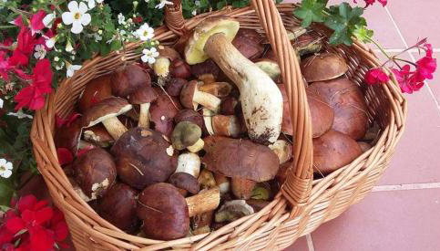 Agroturystyka Rębowo - Foto 4