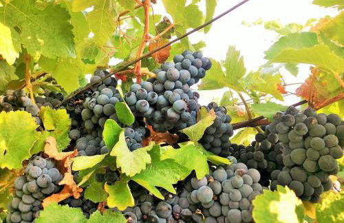 Casa da Gardunha - Photo 26