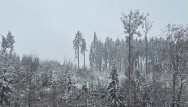 Alte Ölmühle FeWo im EG "Rennsteig" im Herzen des Thüringer Waldes - Foto 4