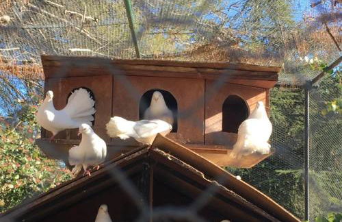 La Pujauline - Photo 13