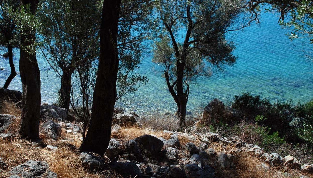 Vegetation on the island
