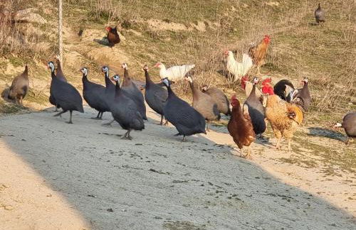 Agriturismo Caperroni - Foto 21