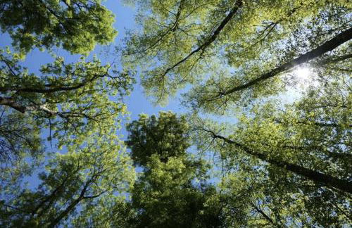 La Phyllade - Foto 32