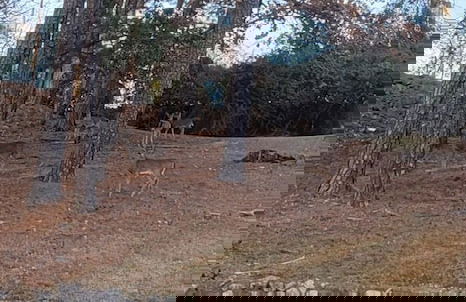 The Bear Den - Foto 49