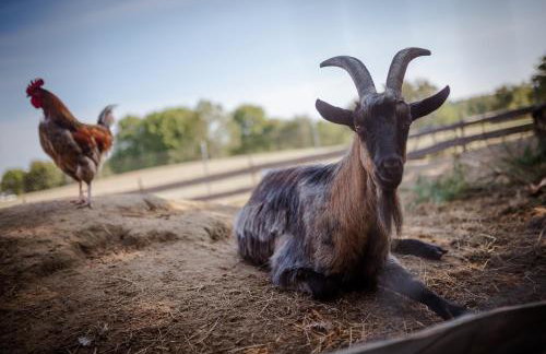 Niezapominajka - Foto 28