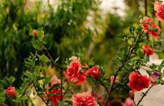 Armonia Apartments - Foto 65