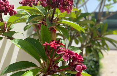 VILLA DELLE POMELIE - Foto 32