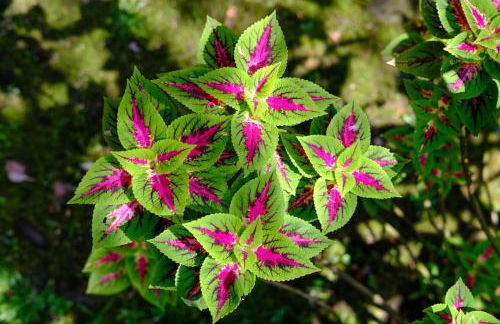 Casa em penedo com cachoeira - Photo 18