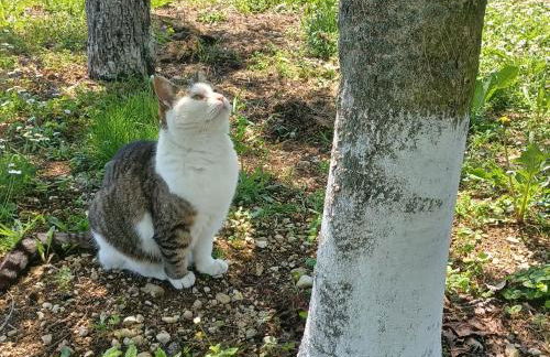 Casa colibrì - Foto 7