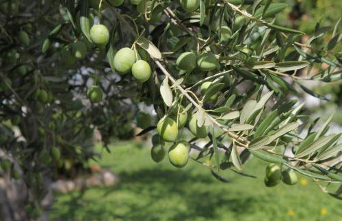 Family friendly seaside apartments Nevidjane, Pasman - 325 - Foto 12