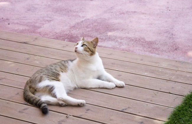 Flower Pot Complex - Foto 7