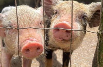 Hotel Fazenda Rancho Mineiro - Foto 32