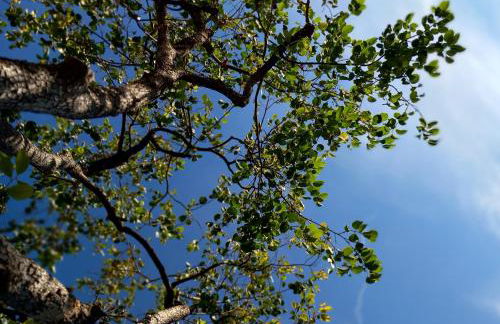 Maison Seillans les Fontaines - Foto 31