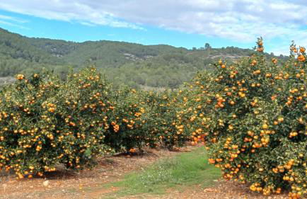 Ferienwohnung mit Privat-Pool - Foto 20