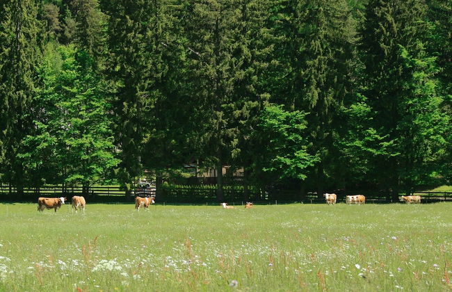 Lovely Apartment in Bled near Lake - Foto 23