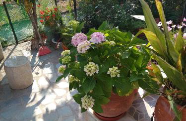 Summer Dream - Foto 19