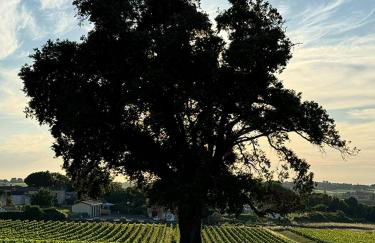 Vineyard Cabins at Château Puynard - Foto 27