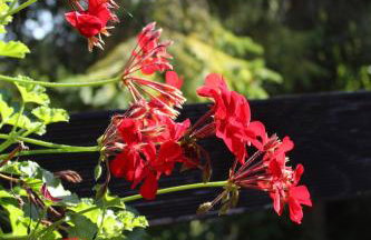 Domy na Kaszubach w Kamieniu - Foto 34