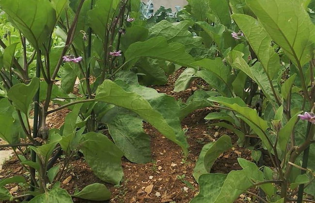 Villa Mendula Trogir - Luxury villa by the beach - heated pool - lush green garden - Photo 83