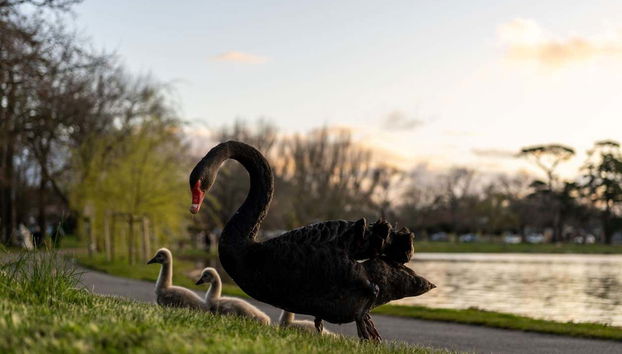 Cigni al lago Wendouree