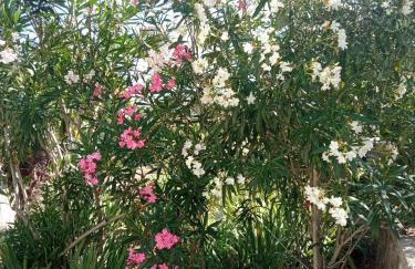 Apartman Kačić - Foto 55