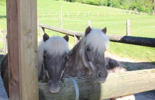Ferienhaus Buren-Hof - Foto 32