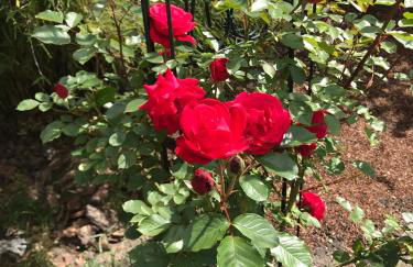 An der Heide. - Foto 19