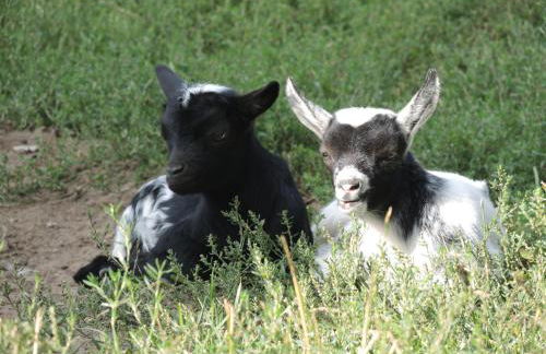 Hof Schult - Foto 21