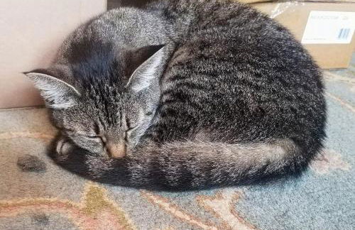 Whole Home w hot tub in NE Portland Alberta Arts - Foto 26