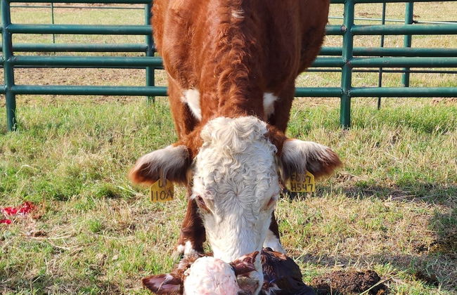 Twin Canyons Ranch Luxury Ranch Villas - Photo 27
