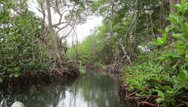 Paseo en barco por la ciénaga La Caimanera - Foto 3, Navegando entre manglares