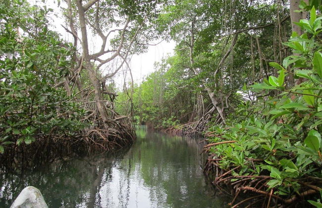 Paseo en barco por la ciénaga La Caimanera - Photo 3