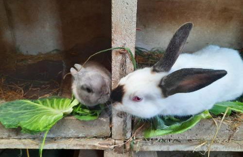 Gîte indépendant avec étang - 3 chambres, animaux admis - FR-1-583-382 - Foto 30