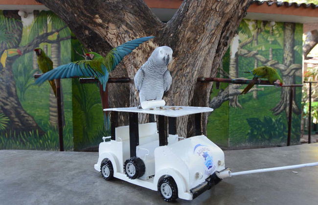 Tour por Mazatlán + Acuario - Foto 7