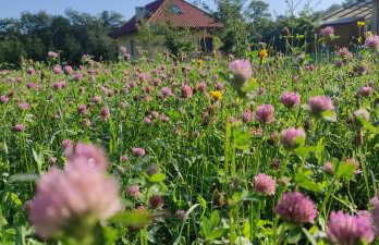 Korzenny Domek - Foto 35