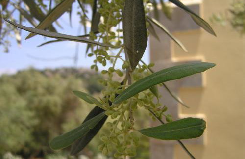 Stratos Villas - Foto 43