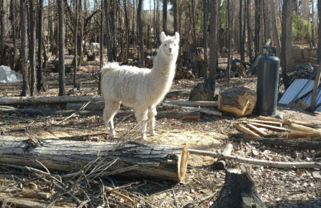 Escursione a Jáchal, Rodeo e Pismanta - Foto 3