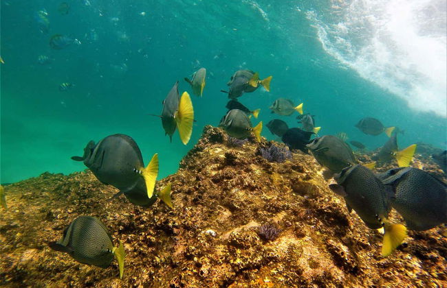 Snorkeling à Los Cabos - Photo 6